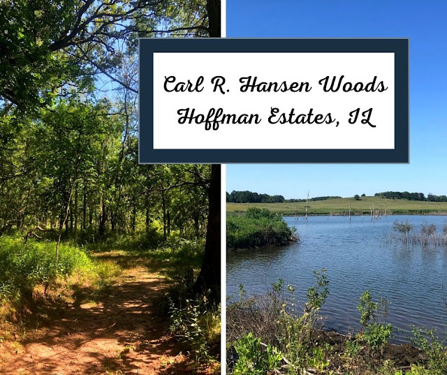 Winding the trails of Carl R. Hansen Woods and a Pond Full of Frogs in Hoffman Estates, IL