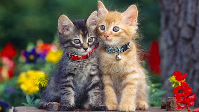 Two sisters cat desktop wallpaper