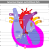 Human Heart Diagram Labelled with Different Parts