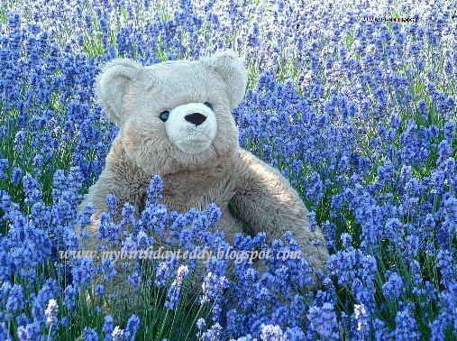 teddy bear wallpapers. Teddy Bear Wallpapers Birthday Magic! Send Teddy Bears Flowers to Your Love One#39;s in Hanoi and Vietnam by Teddy Bears Vietnam The Hanoi#39;s Premier Shop for