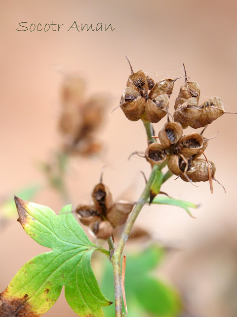 Aconitum japonicum