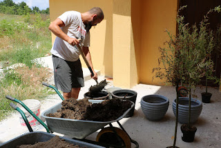 Shoveling manure into the pots