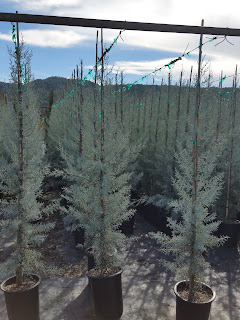 Blue Ice Cypress