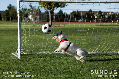 Copyright 2012 Sundog Pet Photography. All Rights Reserved.