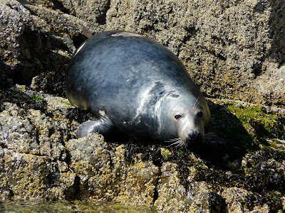 Grey Seal, Llyn Peninsular