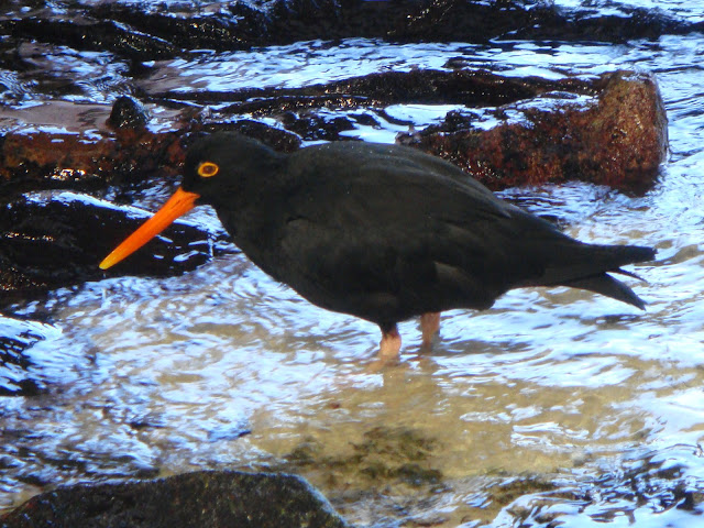 African Black Oystercatcher, Haematopus moquini