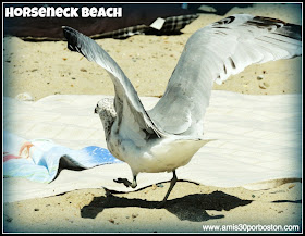 Horseneck Beach, Playas de Massachusetts