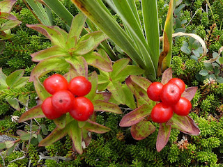 Cornouiller de Suède - Cornus suecica