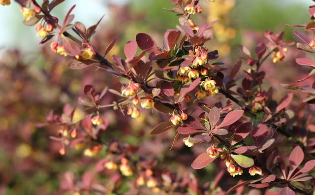 Berberis Thunbergii Flowers Pictures