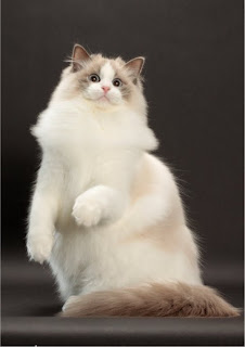 ragdoll cats breed pets animal wallpaper picture
