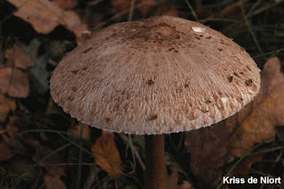 Macrolepiota procera - Lépiote élevée - Coulemelle