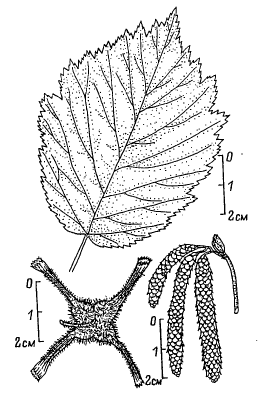 Лещина маньчжурская (Corylus mandshurica, =Corylus sieboldiana var. mandshurica)