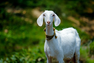 goat_facts_in_hindi
