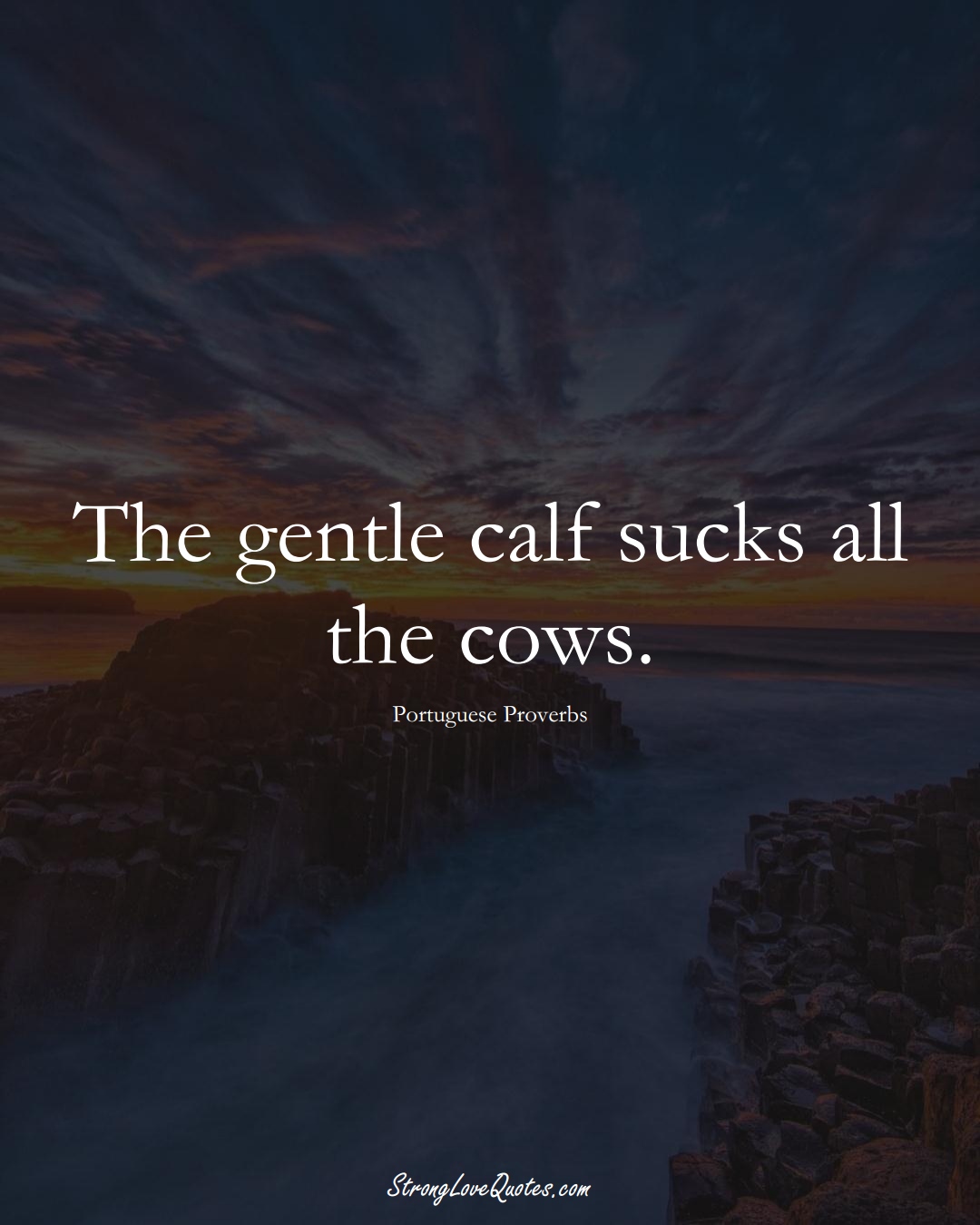 The gentle calf sucks all the cows. (Portuguese Sayings);  #EuropeanSayings