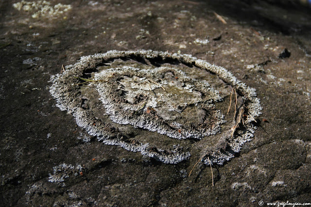 Lichen, Forêt de Fontainebleau, (C) 2015 Greg Clouzeau