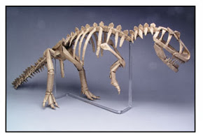 الهيكل العظمي للديناصورAllosaurus   من صنع روبرت لانغ . مصنوع من ورقه مربعه ذات بعد 16 إنش و حجمه 24 إنش . صور: روبرت لانغ. 