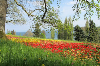 Tulpenblüten, Tulpen, Mainau, Bodenseeforum, Bodensee, 