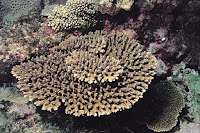 karang acropora branchi species