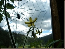 Watching my greenhouse plants grow 2010