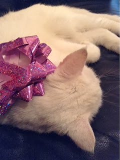 White cat wearing a purple sparkly bow