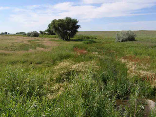 [Riparian and wetland area at Steel's Fork ranch]