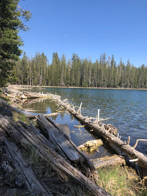 lake with a log lying near the banks