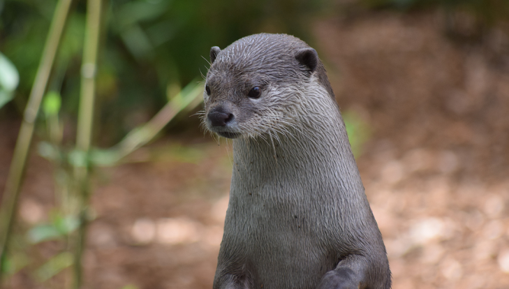 Are Otters Dangerous?