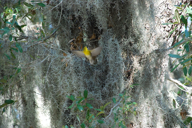 Jekyll Island