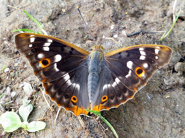 Apatura ilia, Kleiner Schillerfalter