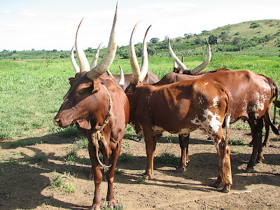 vacas-watusi-cuernos-gigantes-animales-raros