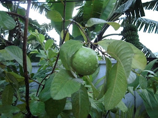 Guava Fruit