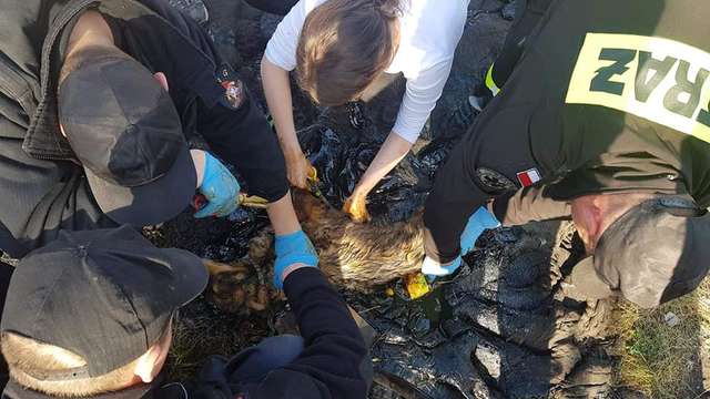 A Dog Trapped In Tar Kept Barking To Be Found By Someone