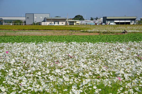 2023嘉義花海生活節20公頃波斯菊百日草花海，輕鬆拍美照