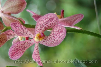 Chiang Mai Thailand Flower