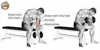 5 Best Dumbbell Biceps Exercises to Build Bigger Arms