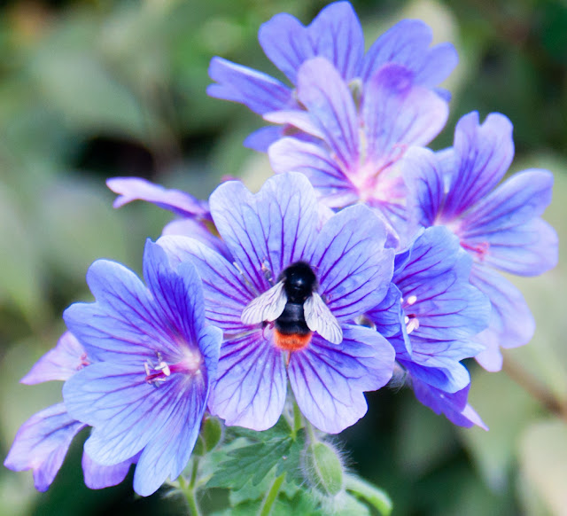 red-tailed bumble bee