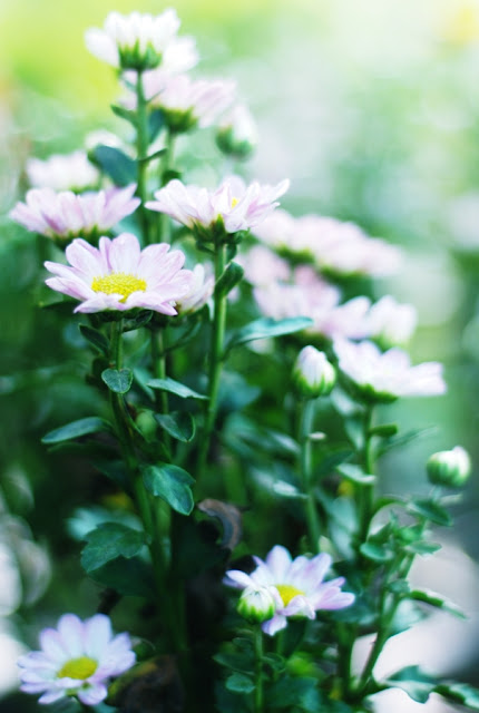 Chrysanthemum เบญจมาศบานในสวน