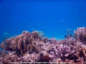 Pristine marine life in southern waigeo island