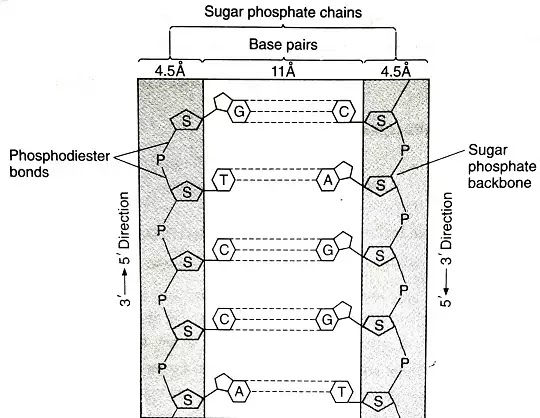 Nucleic Acids : Definition, types, structure of DNA and its type