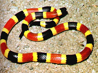 Western Coral Snake Red and Black and Narrow Yellow and White Rings.