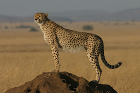 Cheetah in profile
