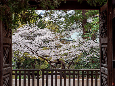 Sakura (Prunus yedoensis) flowers: Engaku-ji