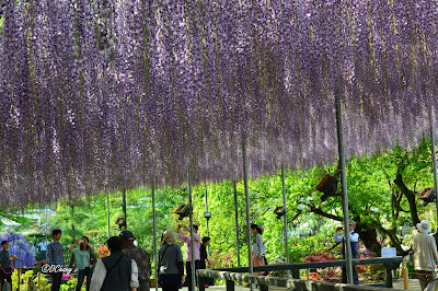 Ashikaga Flower Park