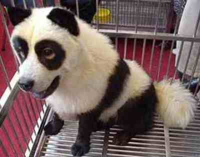 funny looking dogs. Panda Dog