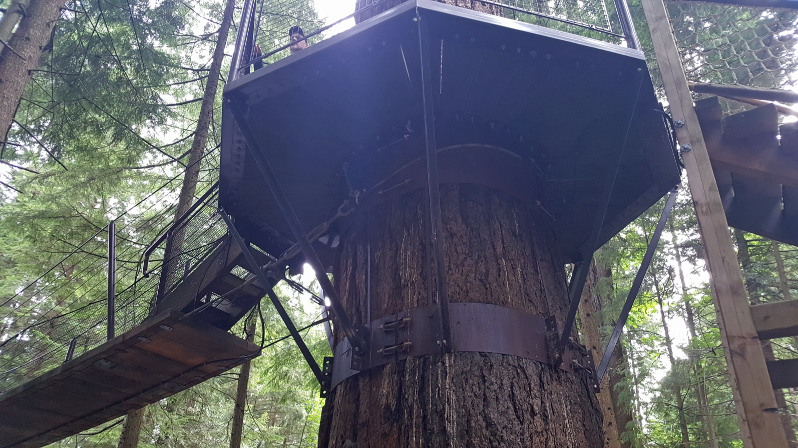Multi-level treehouse complete w/ wifi and power[building] : architecture