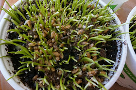 Close up of wheat grass in pot