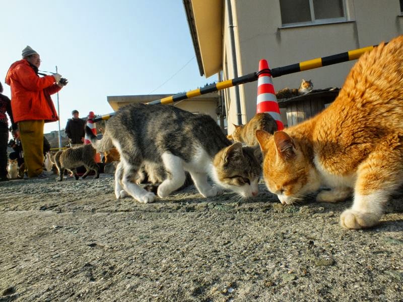 cat island,  the cat island,  island of cats, 	 cat island japan,  japanese island of cats,  japan cat island,  aoshima,  japanese cat island,  island cat,  aoshima island,  aoshima cat island,