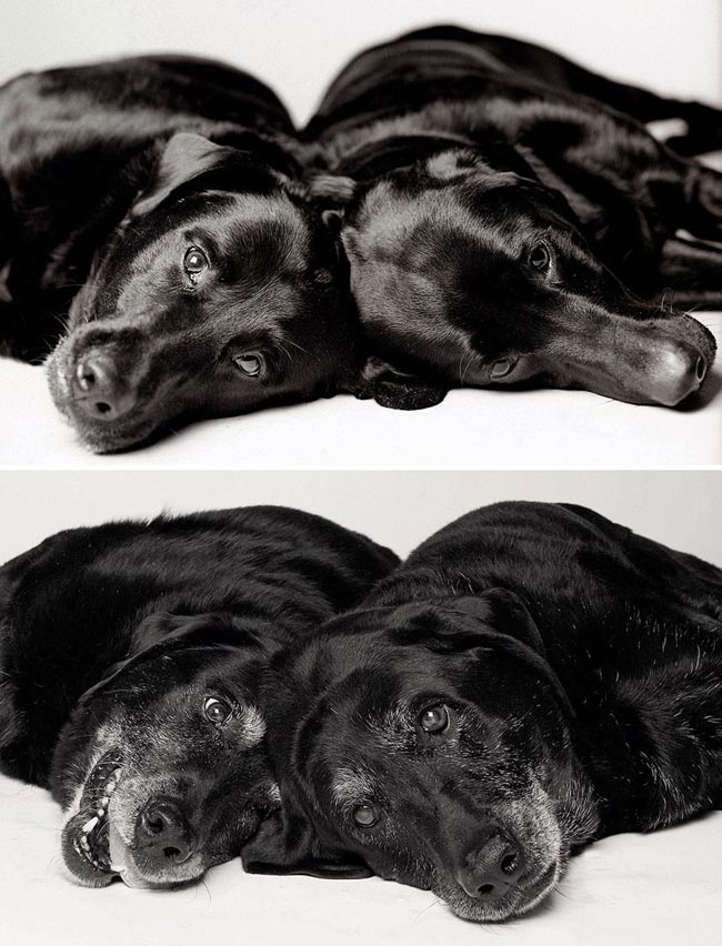 Dog Years Pictures Of Aging Dogs That Will Make Dog Lovers Cry - Maddie and Ellie: Seven and six years, and 14 and 13 years.