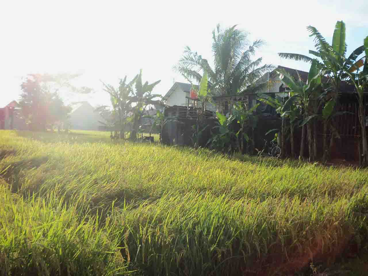 DISEWAKAN TANAH SAWAH DEPAN DEPARTEMEN KESEHATAN JL. TATA BUMI SELATAN ...