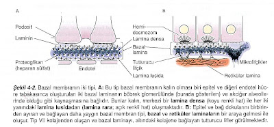 Resim